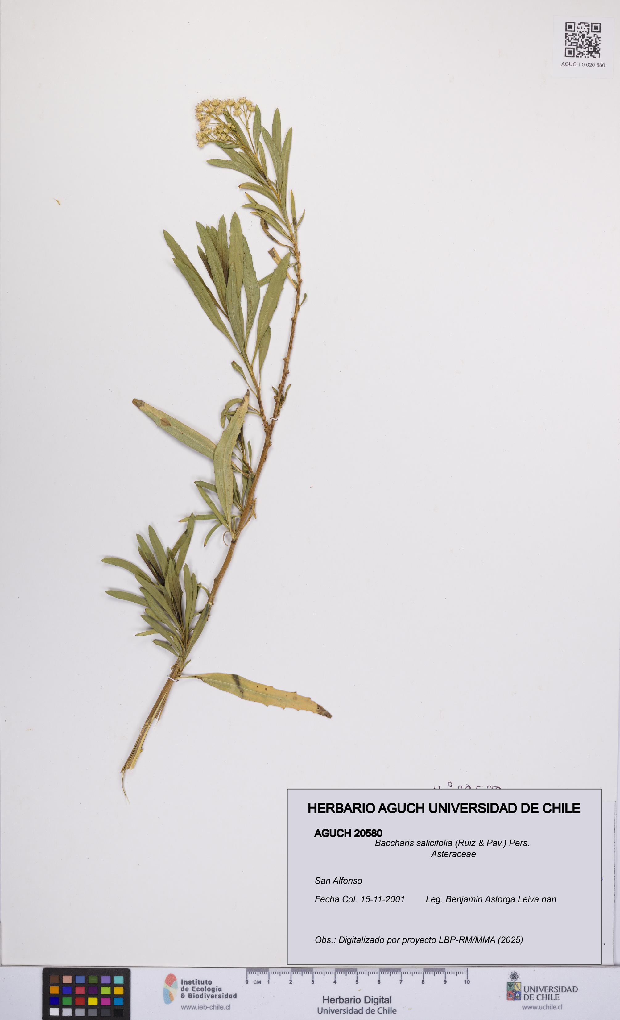 Baccharis salicifolia [Espécimen: UCH:AGUCH:0020580]