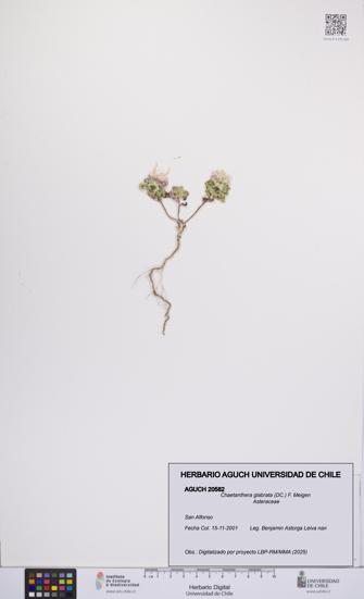 Chaetanthera glabrata [Espécimen: UCH:AGUCH:0020582]