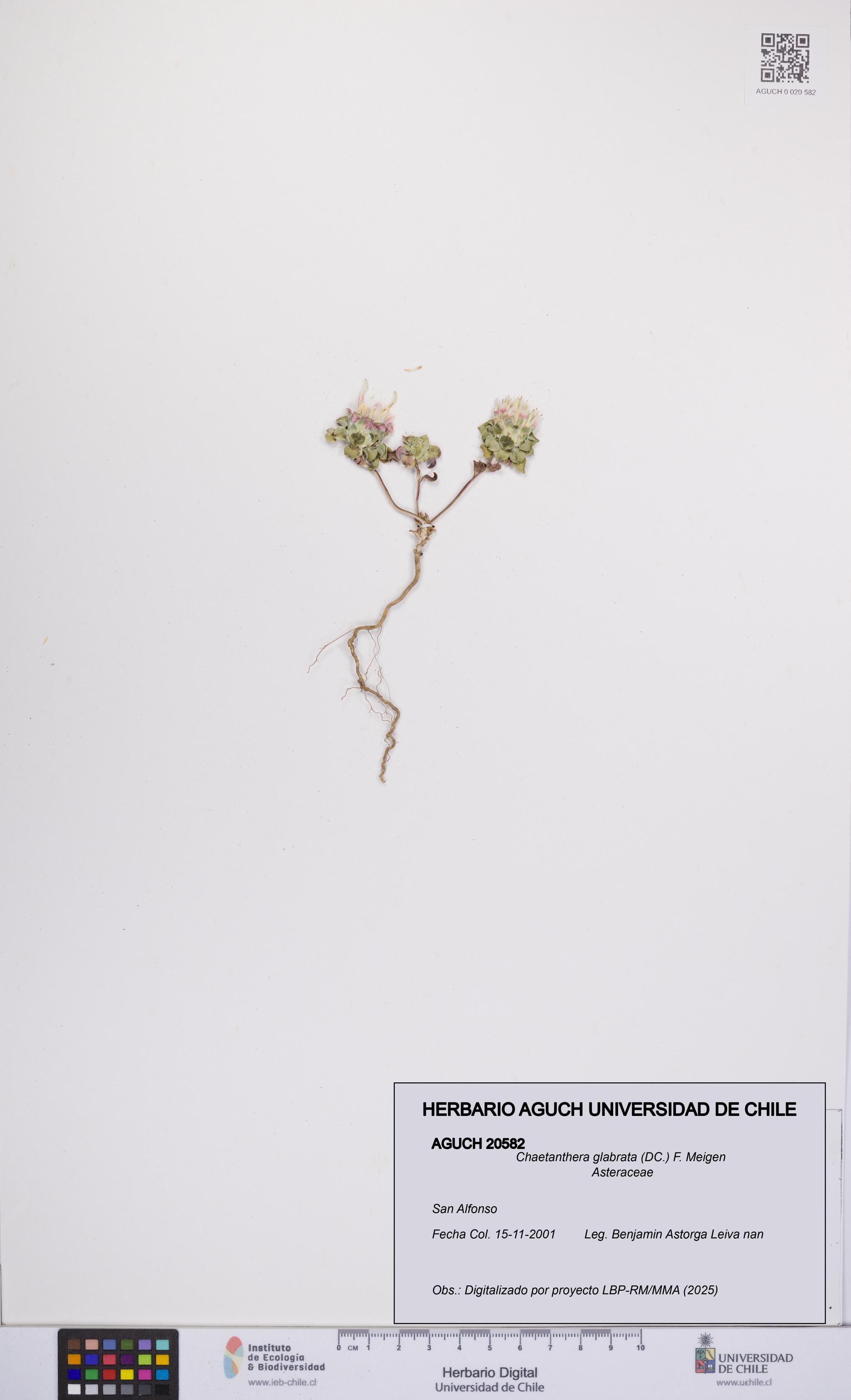 Chaetanthera glabrata [Espécimen: UCH:AGUCH:0020582]