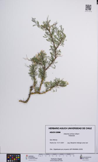 Adesmia confusa [Espécimen: UCH:AGUCH:0020586]
