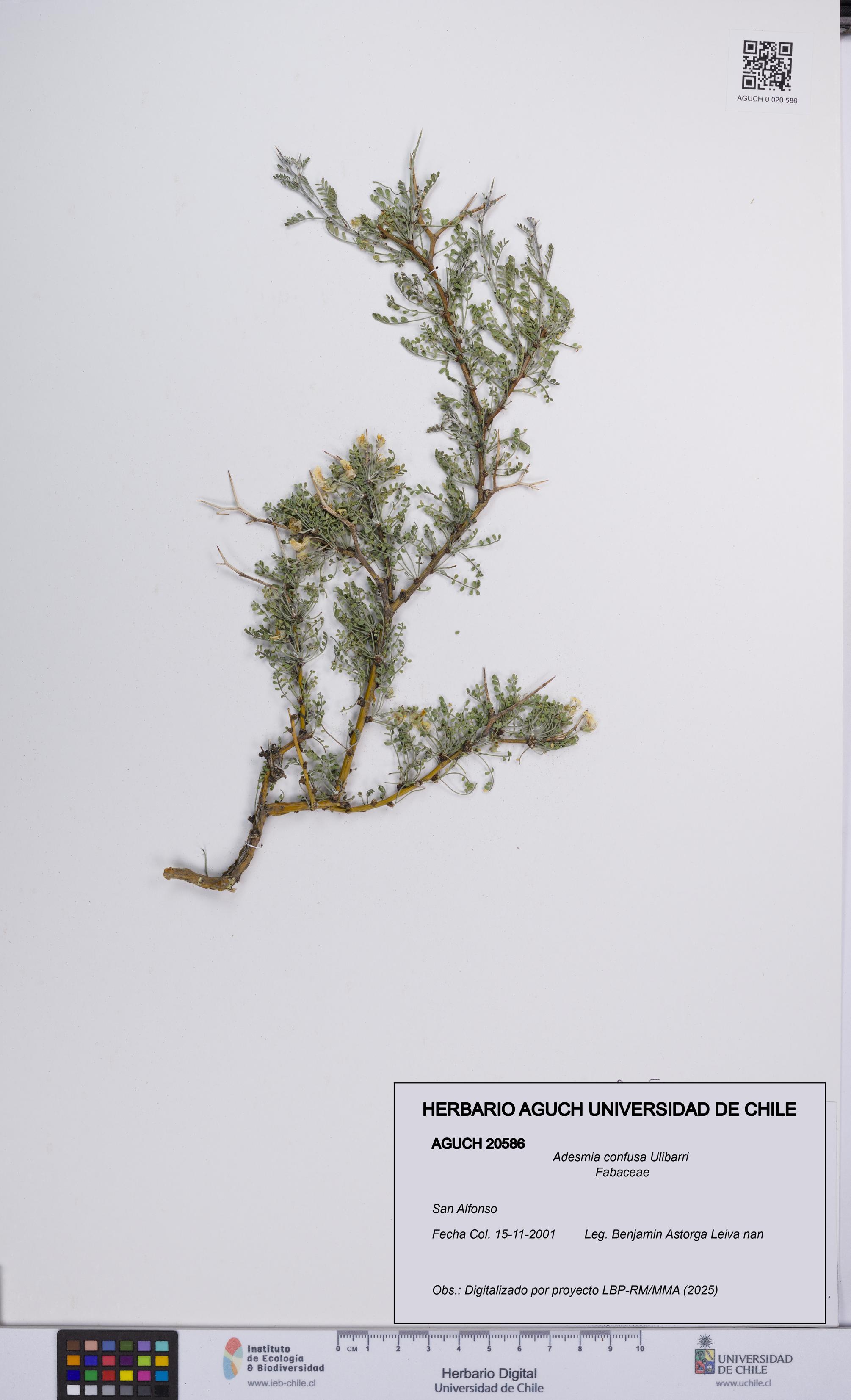 Adesmia confusa [Espécimen: UCH:AGUCH:0020586]