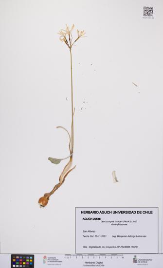 Leucocoryne ixioides [Espécimen: UCH:AGUCH:0020588]