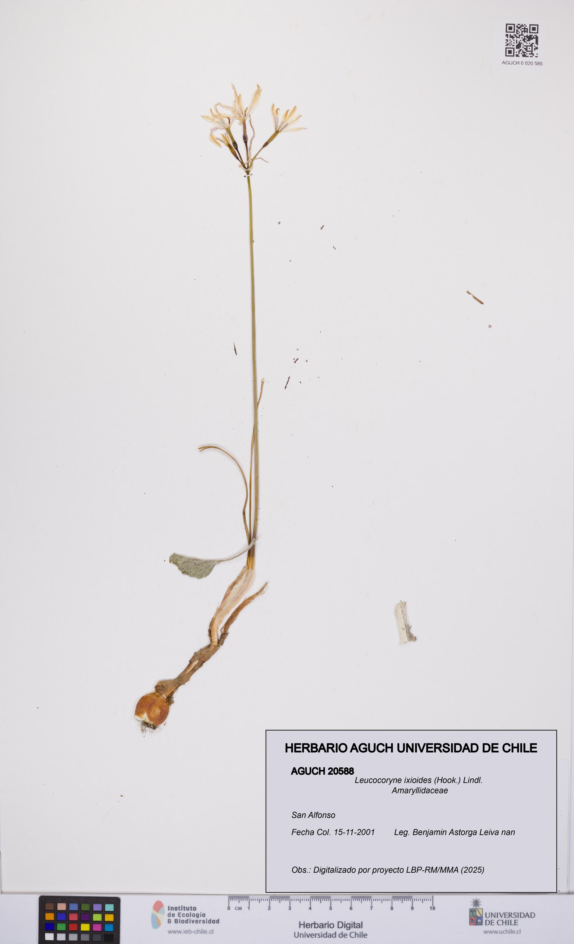 Leucocoryne ixioides [Espécimen: UCH:AGUCH:0020588]