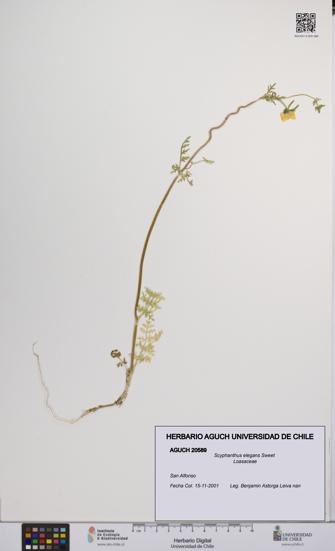Scyphanthus elegans [Espécimen: UCH:AGUCH:0020589]