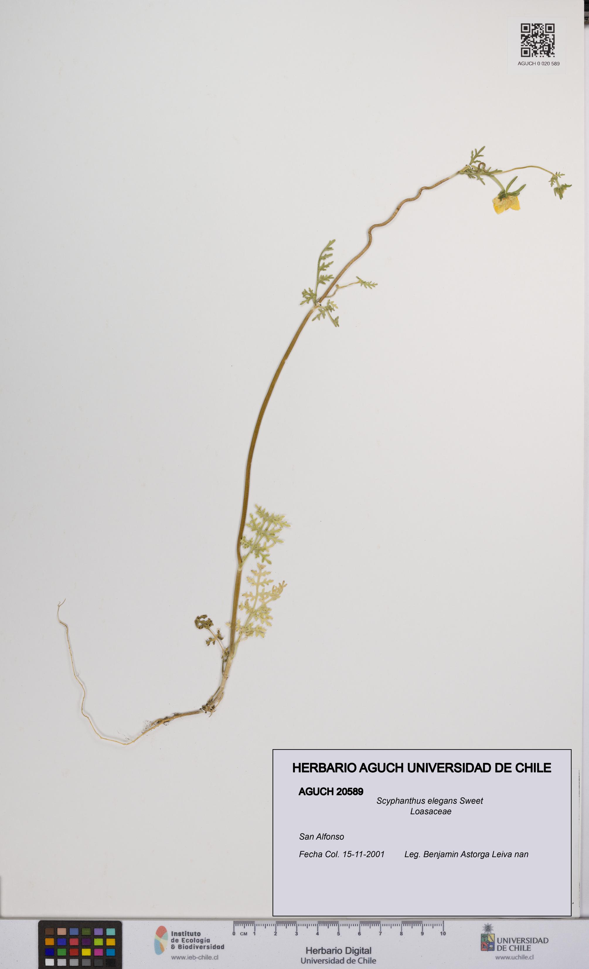 Scyphanthus elegans [Espécimen: UCH:AGUCH:0020589]