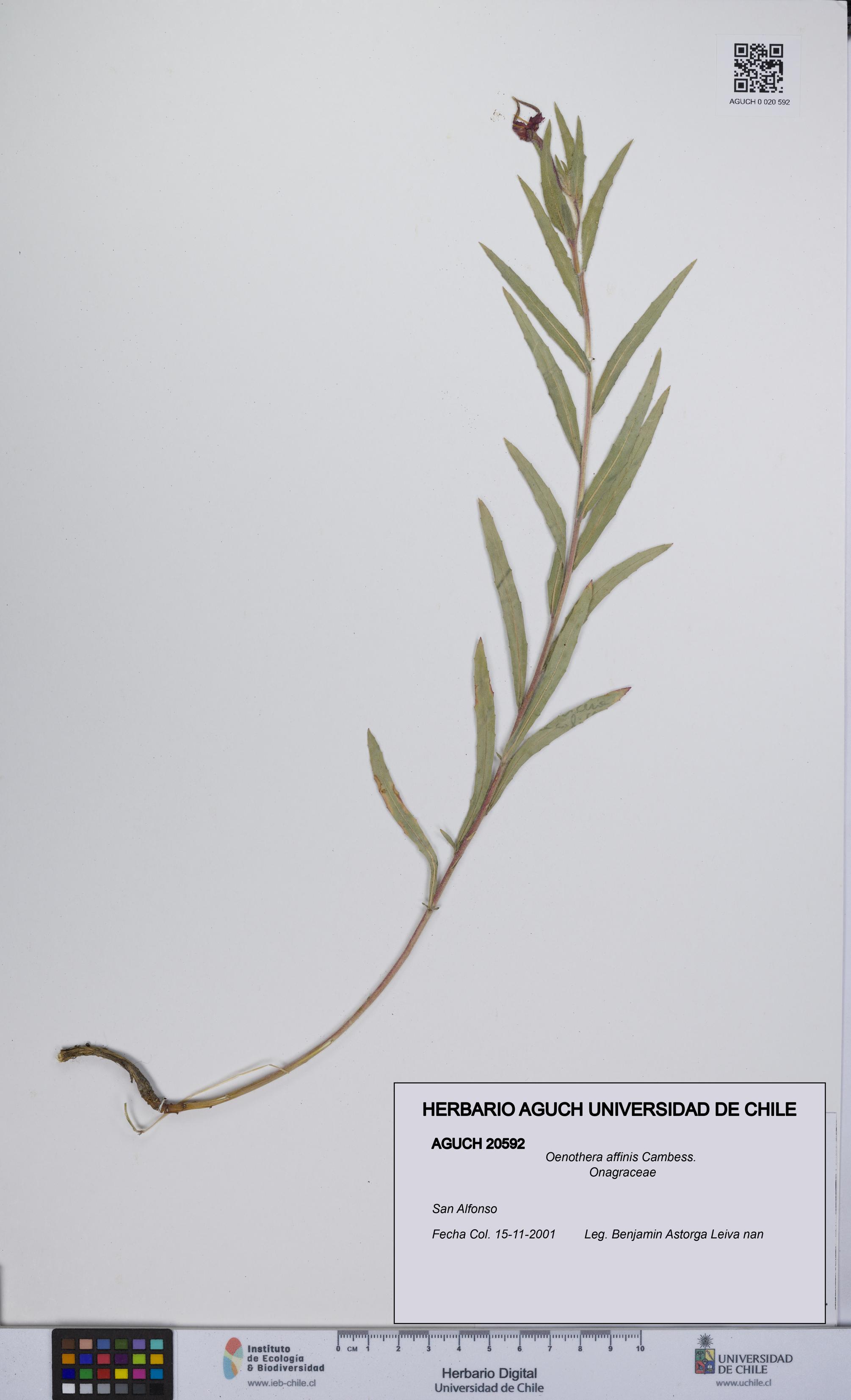 Oenothera affinis [Espécimen: UCH:AGUCH:0020592]