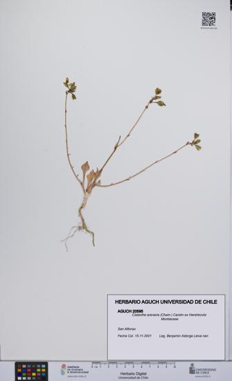 Cistanthe arenaria [Espécimen: UCH:AGUCH:0020595]