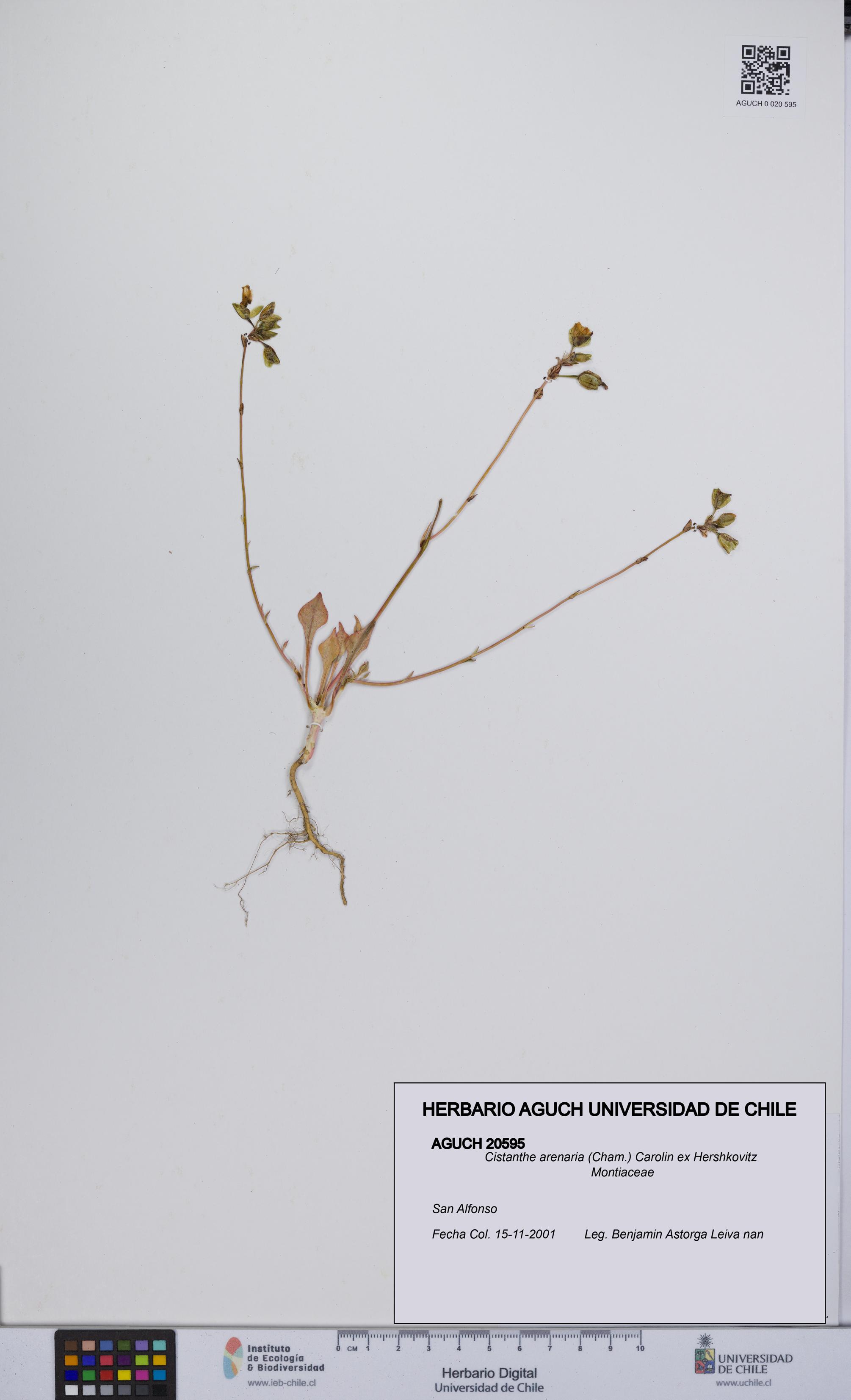 Cistanthe arenaria [Espécimen: UCH:AGUCH:0020595]