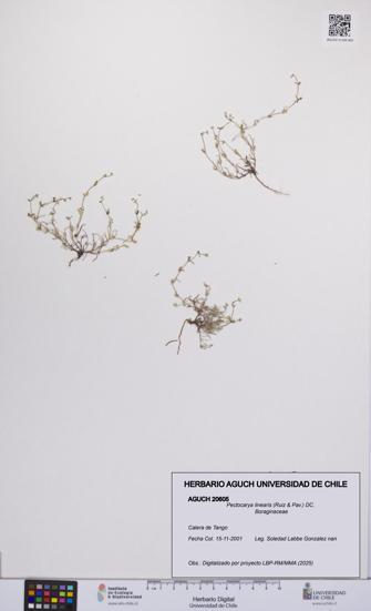 Pectocarya linearis [Espécimen: UCH:AGUCH:0020605]