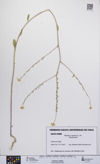 Rapistrum rugosum [Espécimen: UCH:AGUCH:0020606]