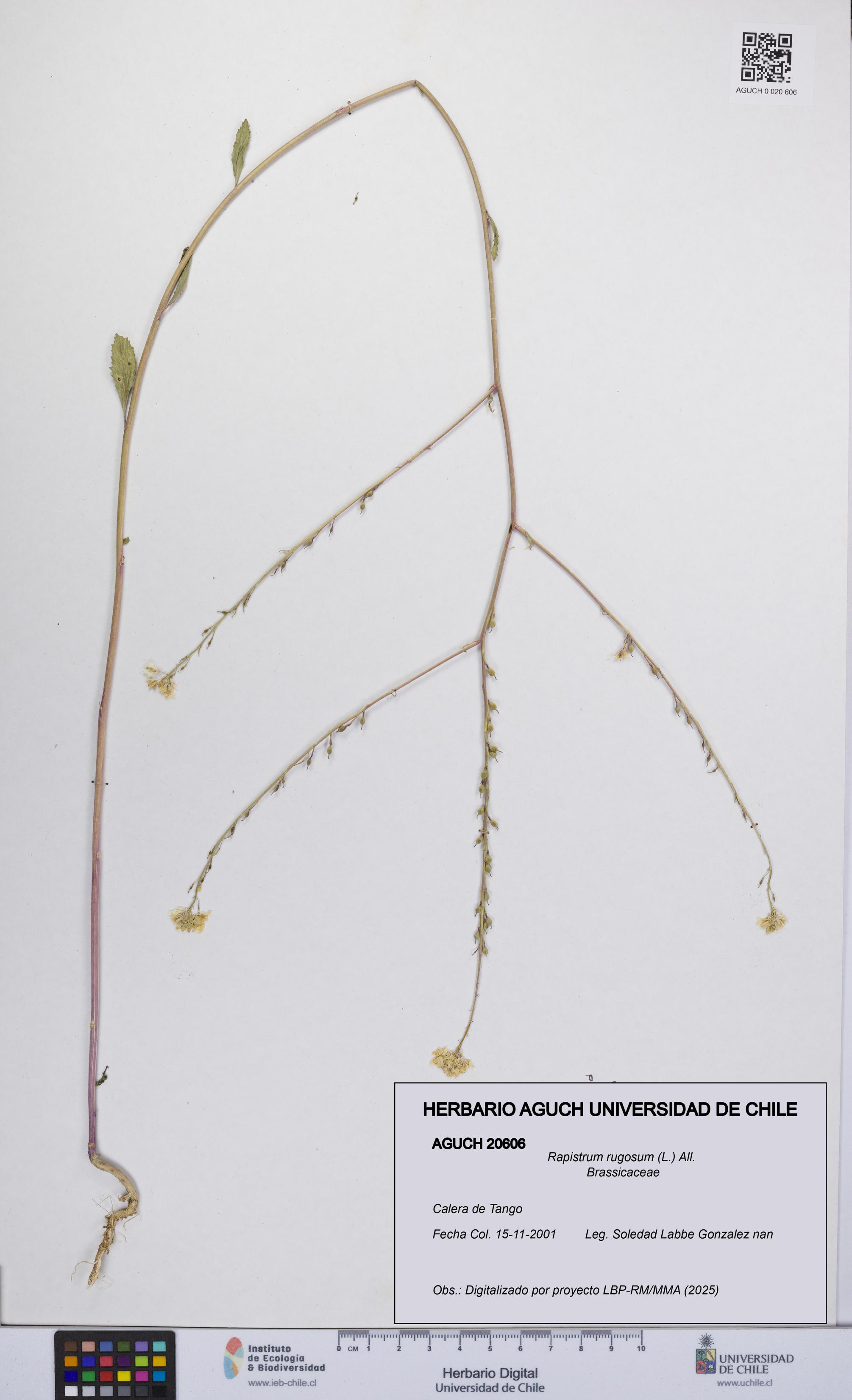 Rapistrum rugosum [Espécimen: UCH:AGUCH:0020606]