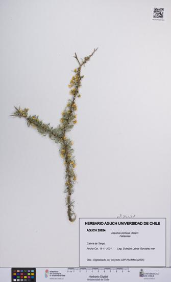 Adesmia confusa [Espécimen: UCH:AGUCH:0020624]