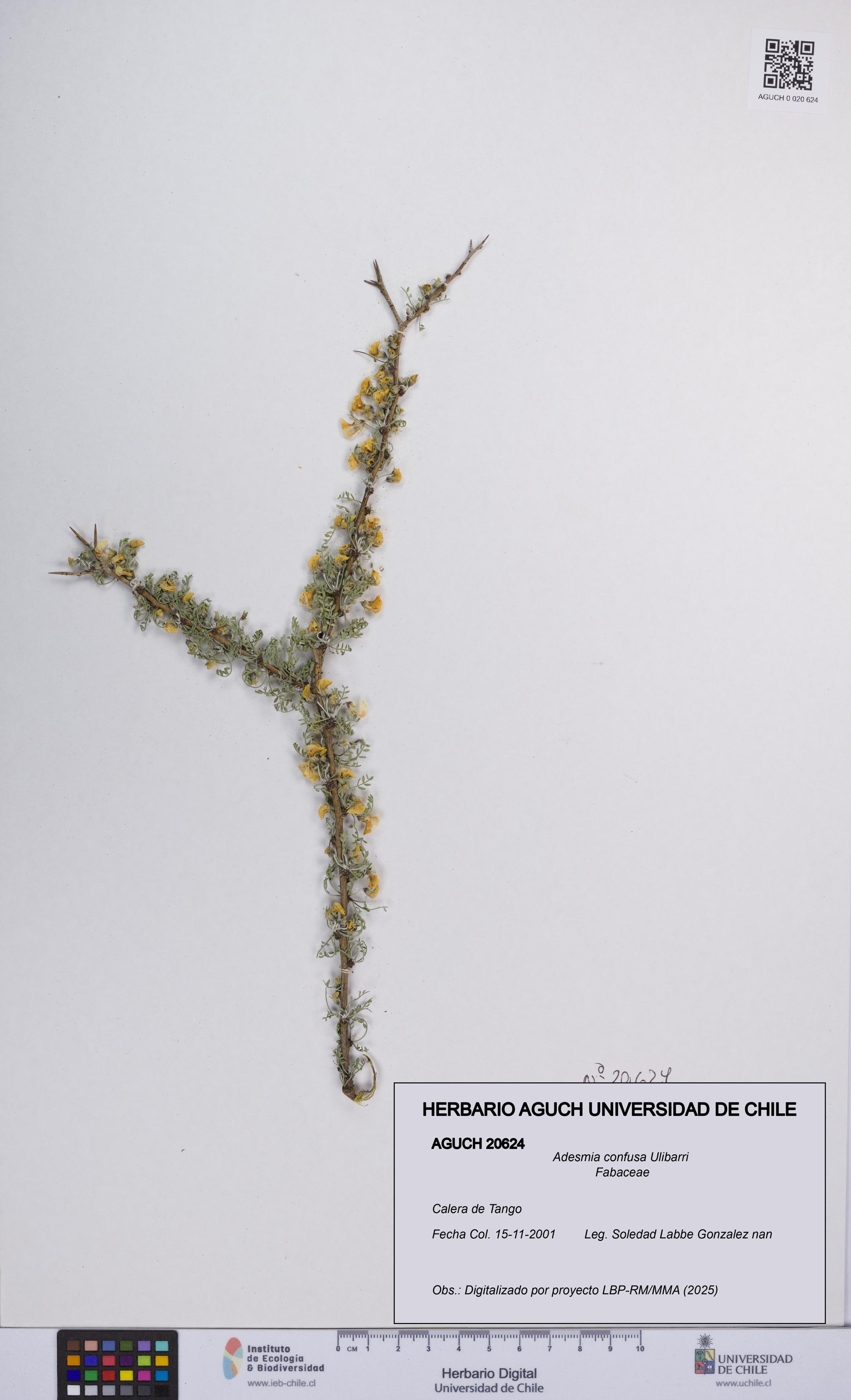 Adesmia confusa [Espécimen: UCH:AGUCH:0020624]