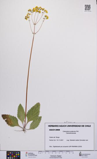 Calceolaria pratensis [Espécimen: UCH:AGUCH:0020638]