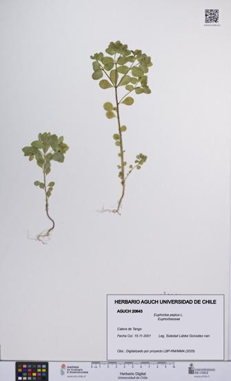 Euphorbia peplus [Espécimen: UCH:AGUCH:0020643]