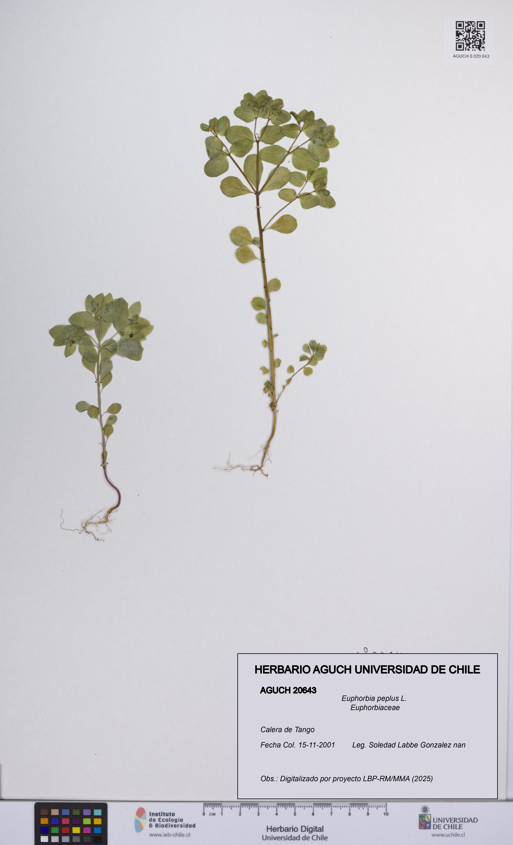 Euphorbia peplus [Espécimen: UCH:AGUCH:0020643]