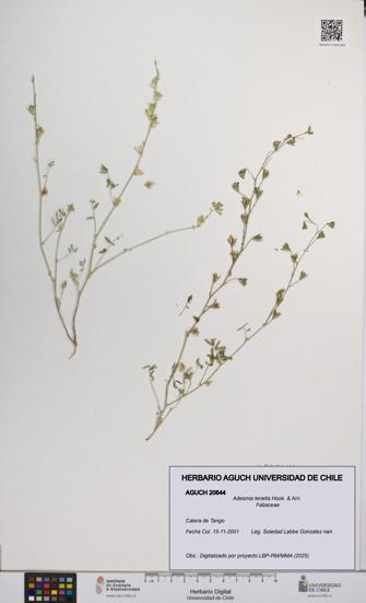 Adesmia tenella [Espécimen: UCH:AGUCH:0020644]