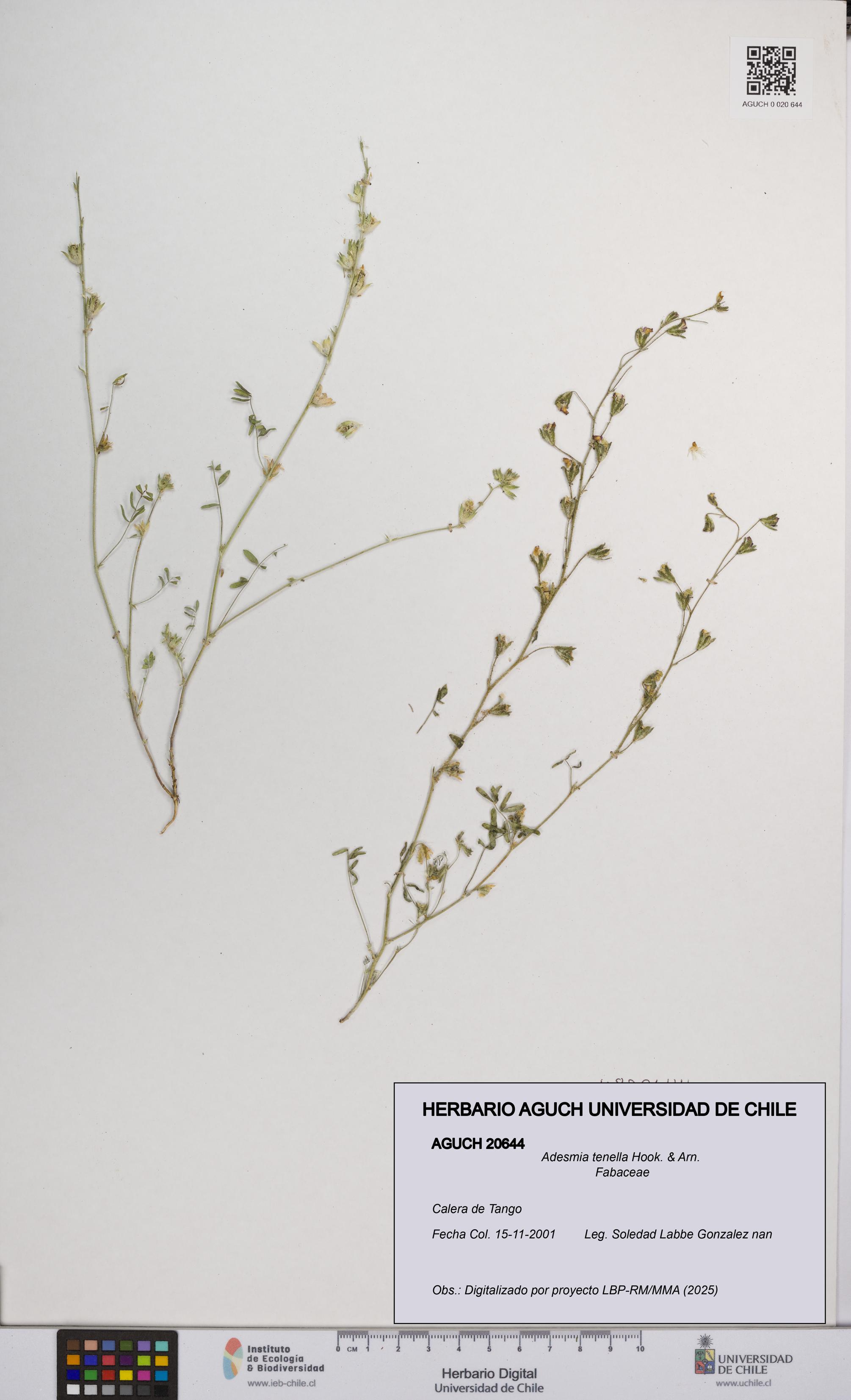Adesmia tenella [Espécimen: UCH:AGUCH:0020644]