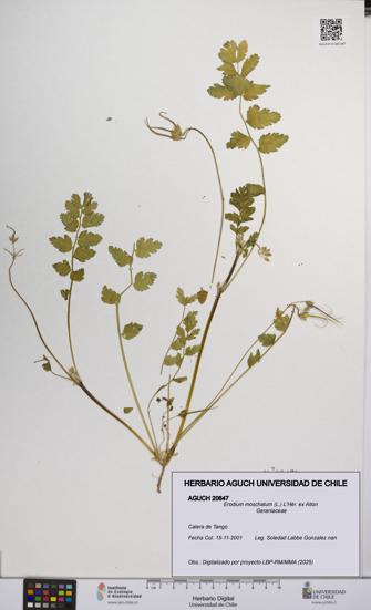 Erodium moschatum [Espécimen: UCH:AGUCH:0020647]