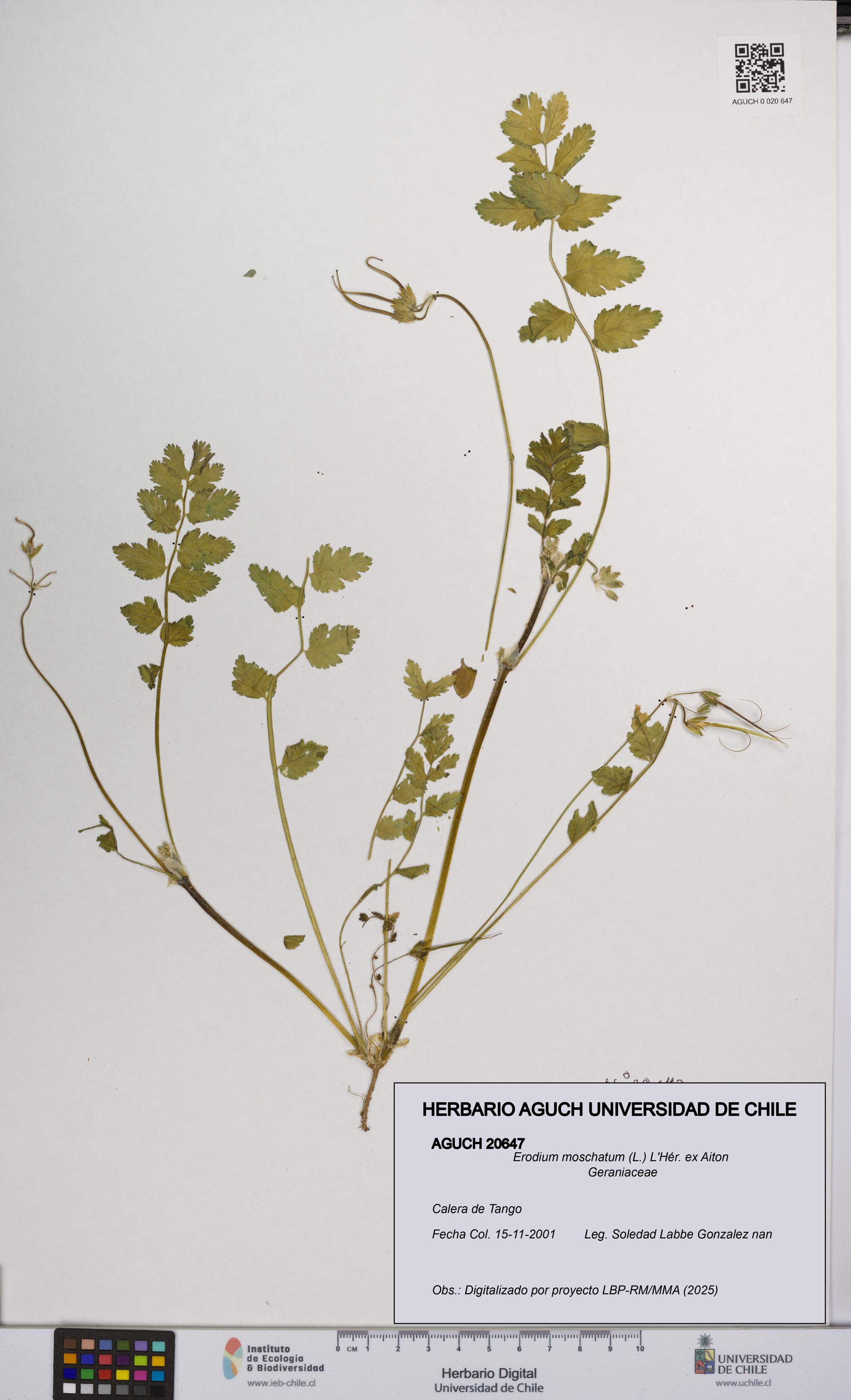 Erodium moschatum [Espécimen: UCH:AGUCH:0020647]