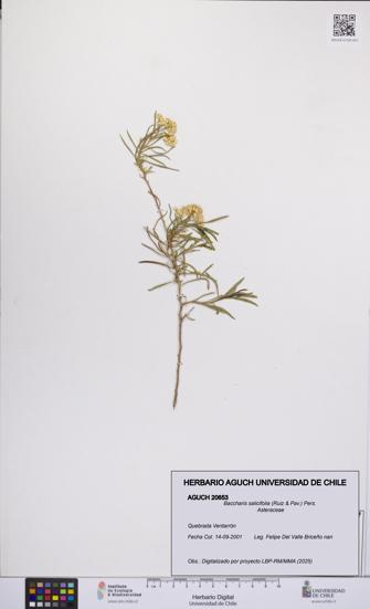 Baccharis salicifolia [Espécimen: UCH:AGUCH:0020653]