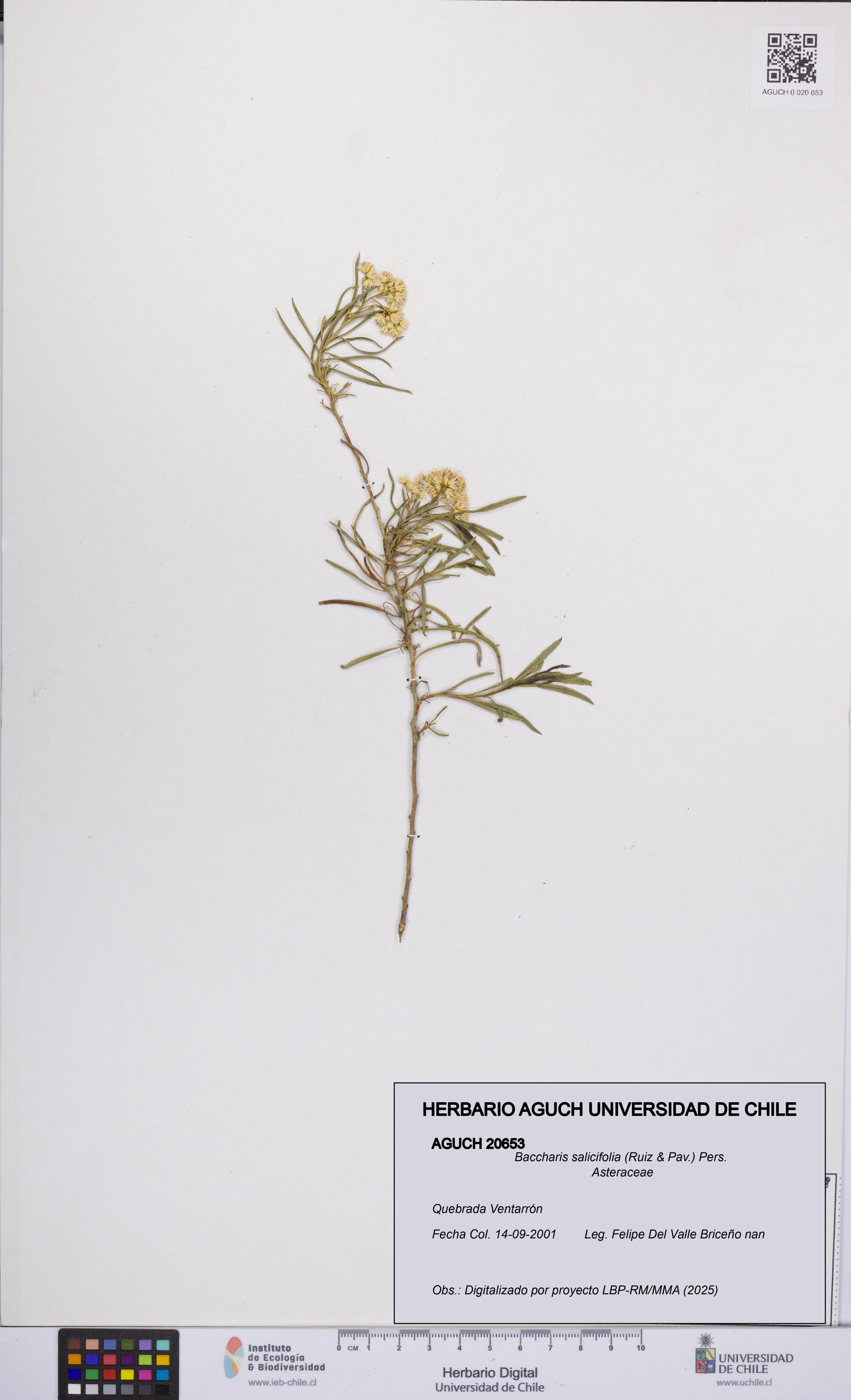 Baccharis salicifolia [Espécimen: UCH:AGUCH:0020653]