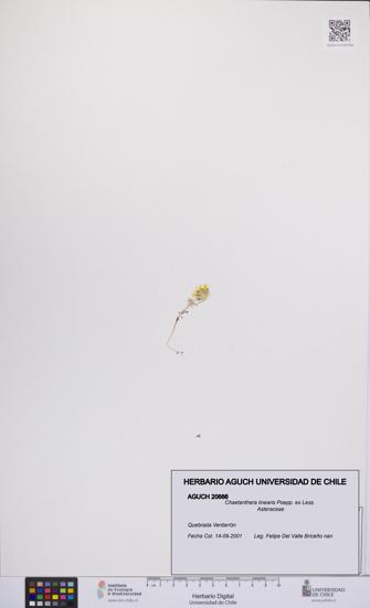 Chaetanthera linearis [Espécimen: UCH:AGUCH:0020666]