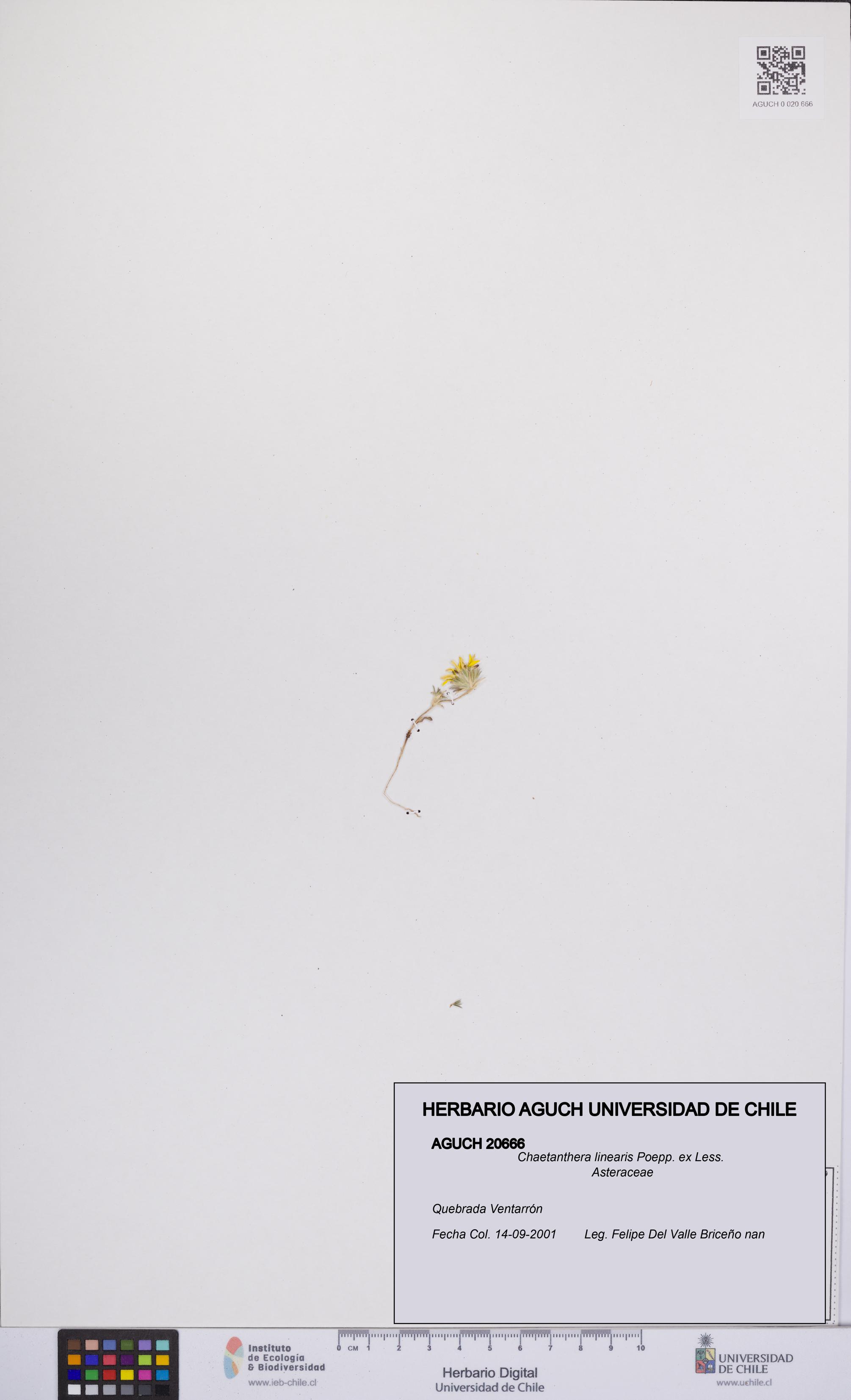 Chaetanthera linearis [Espécimen: UCH:AGUCH:0020666]