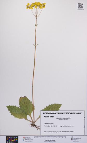 Calceolaria pratensis [Espécimen: UCH:AGUCH:0020690]