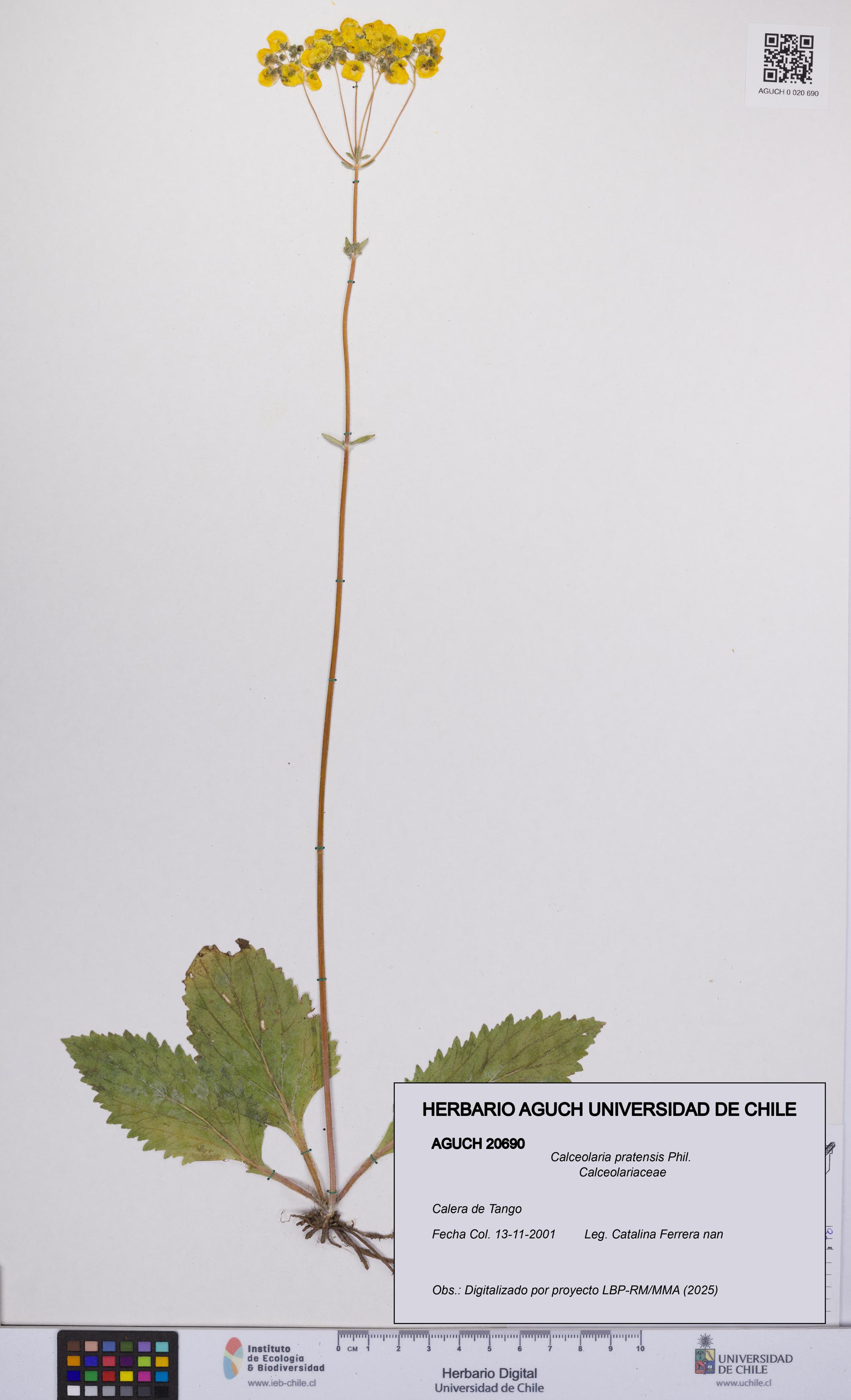 Calceolaria pratensis [Espécimen: UCH:AGUCH:0020690]