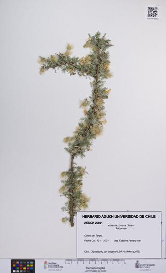 Adesmia confusa [Espécimen: UCH:AGUCH:0020691]