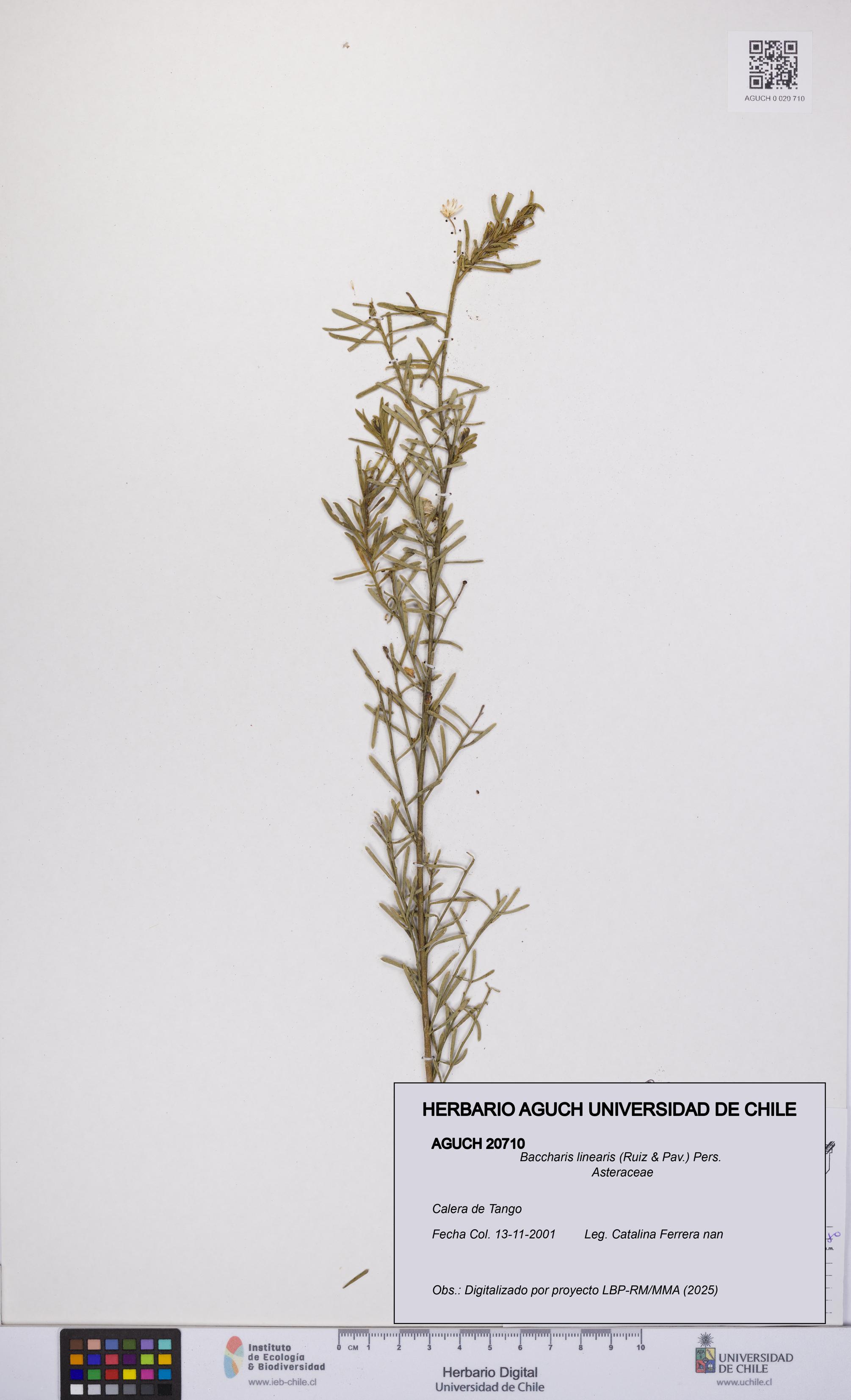 Baccharis linearis [Espécimen: UCH:AGUCH:0020710]