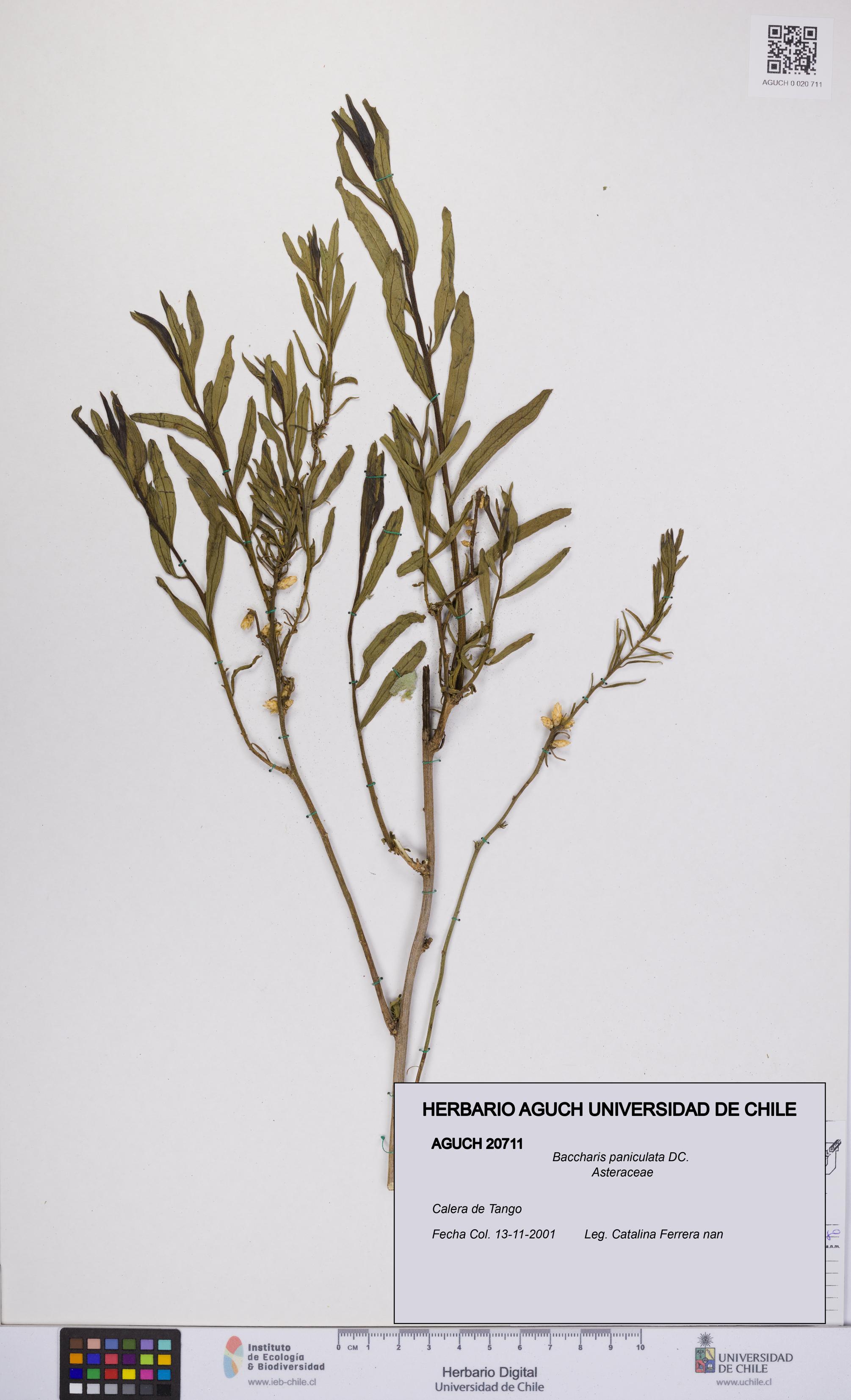 Baccharis paniculata [Espécimen: UCH:AGUCH:0020711]