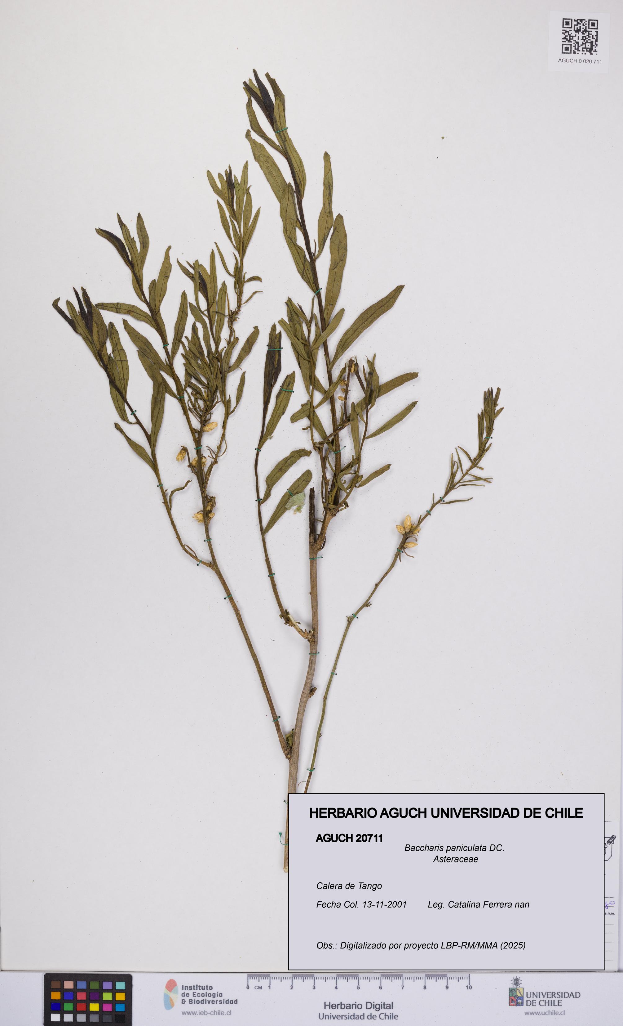 Baccharis paniculata [Espécimen: UCH:AGUCH:0020711]