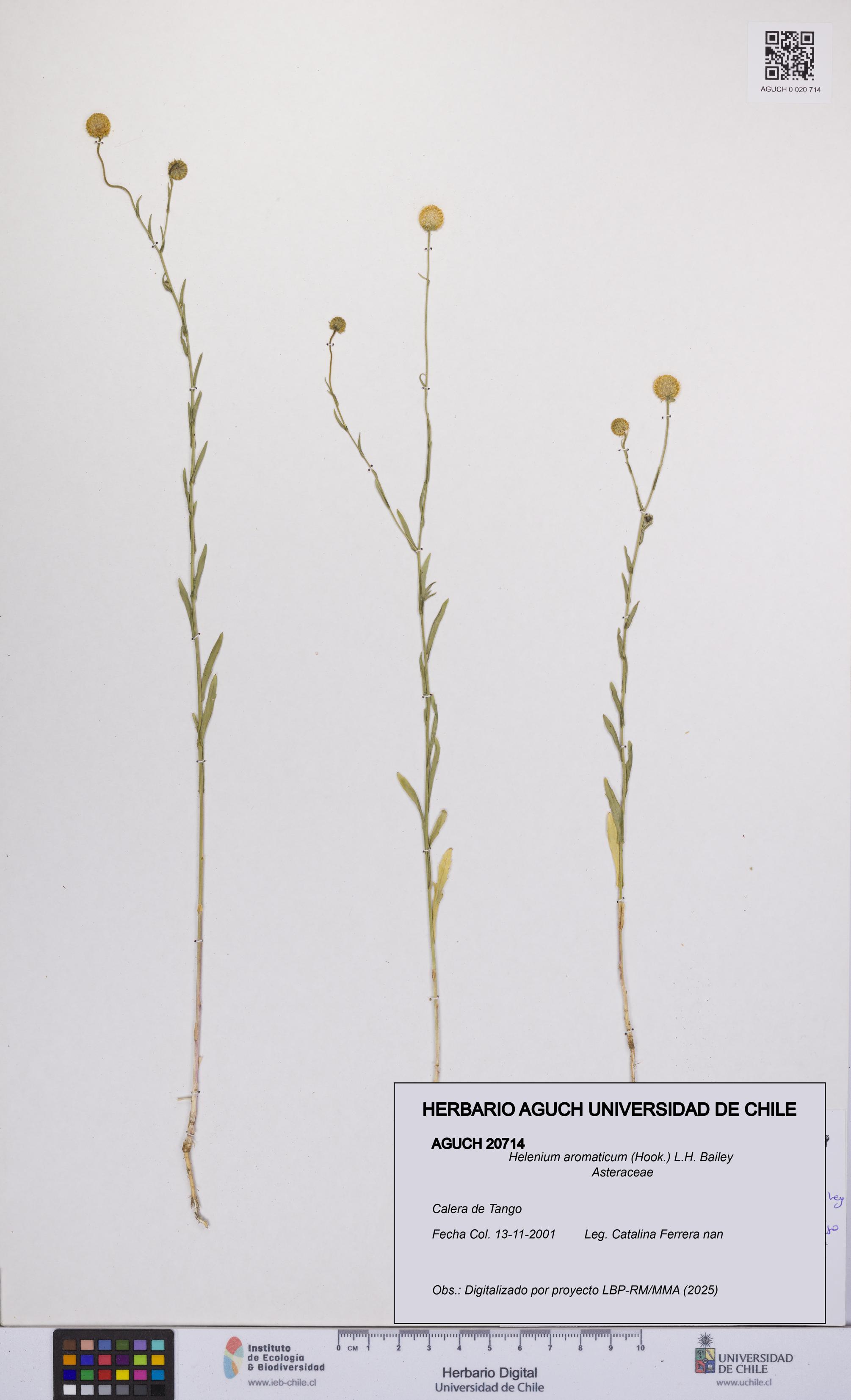 Helenium aromaticum [Espécimen: UCH:AGUCH:0020714]