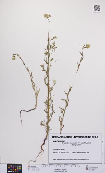 Cryptantha clandestina [Espécimen: UCH:AGUCH:0020717]