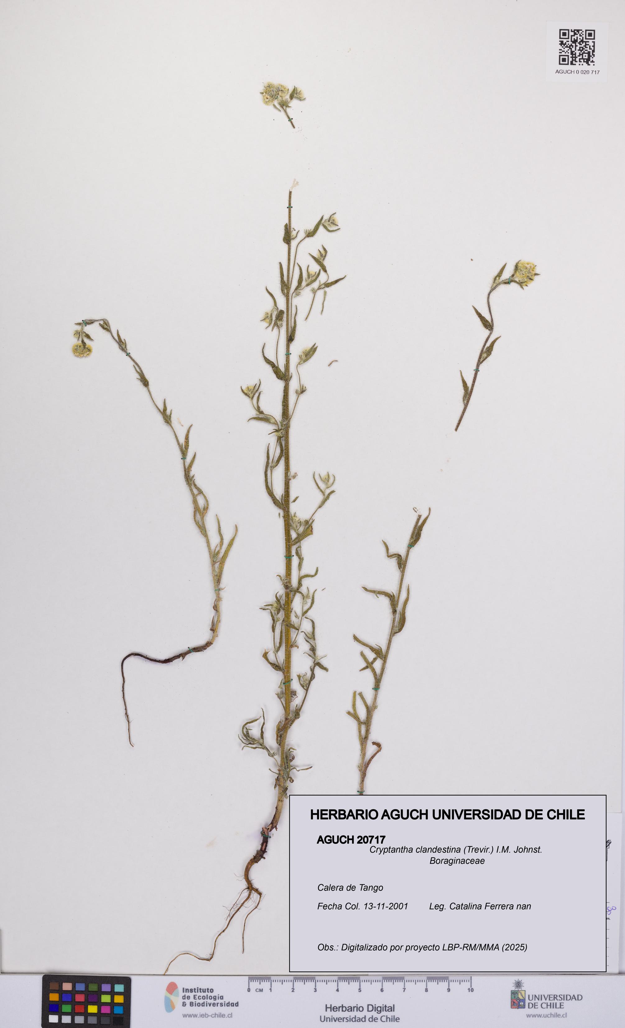 Cryptantha clandestina [Espécimen: UCH:AGUCH:0020717]