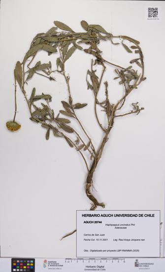 Haplopappus uncinatus [Espécimen: UCH:AGUCH:0020744]
