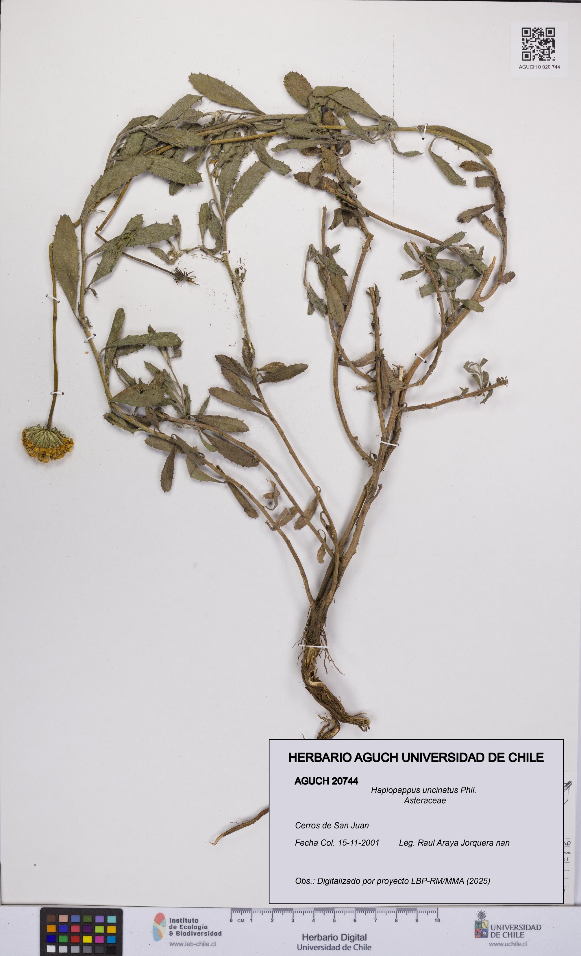 Haplopappus uncinatus [Espécimen: UCH:AGUCH:0020744]