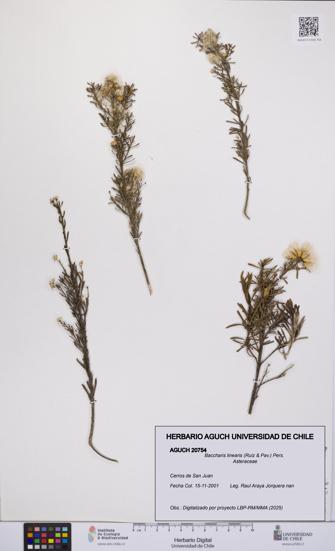 Baccharis linearis [Espécimen: UCH:AGUCH:0020754]