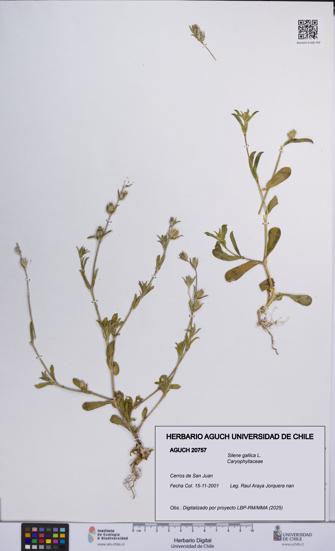 Silene gallica [Espécimen: UCH:AGUCH:0020757]