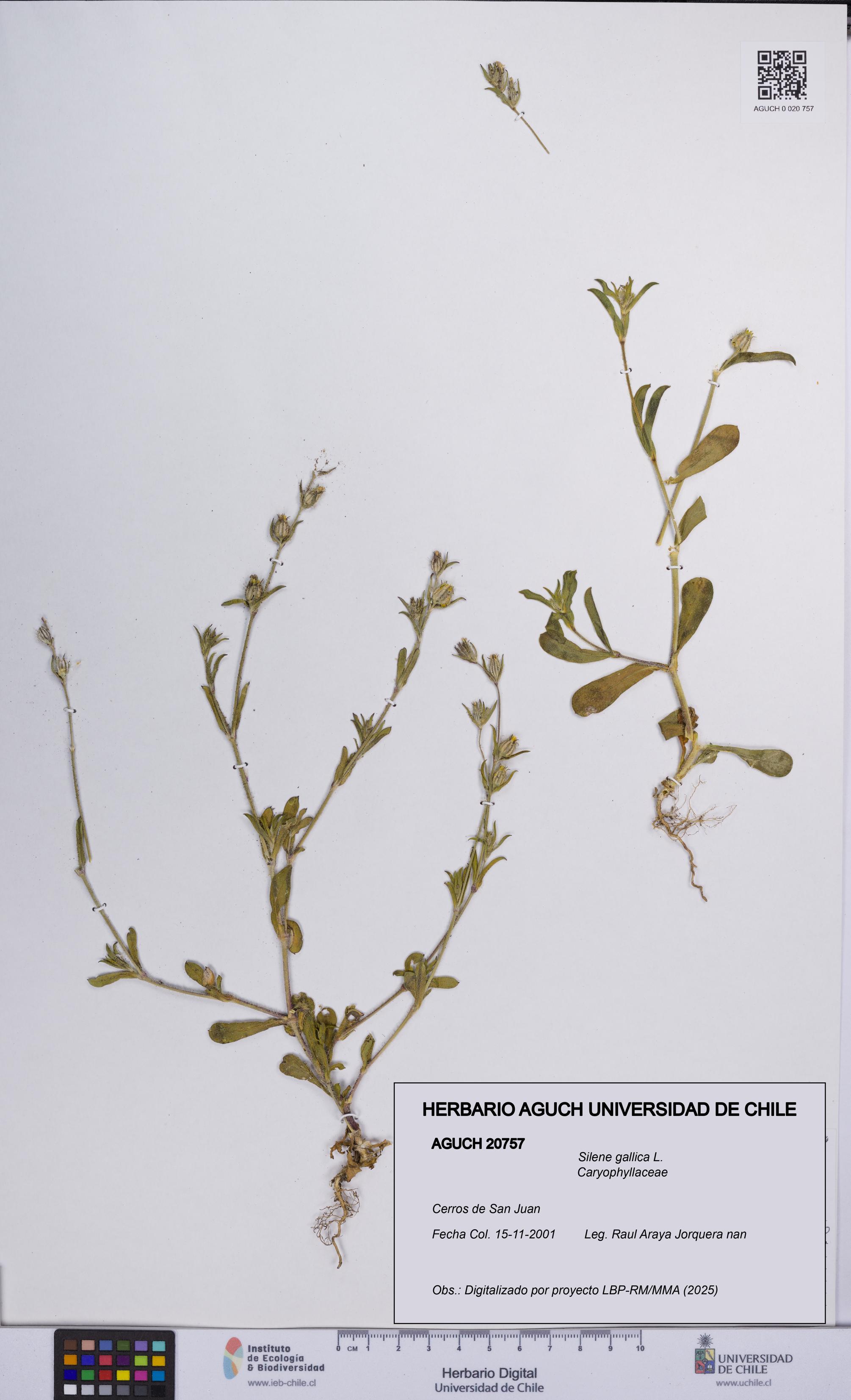 Silene gallica [Espécimen: UCH:AGUCH:0020757]