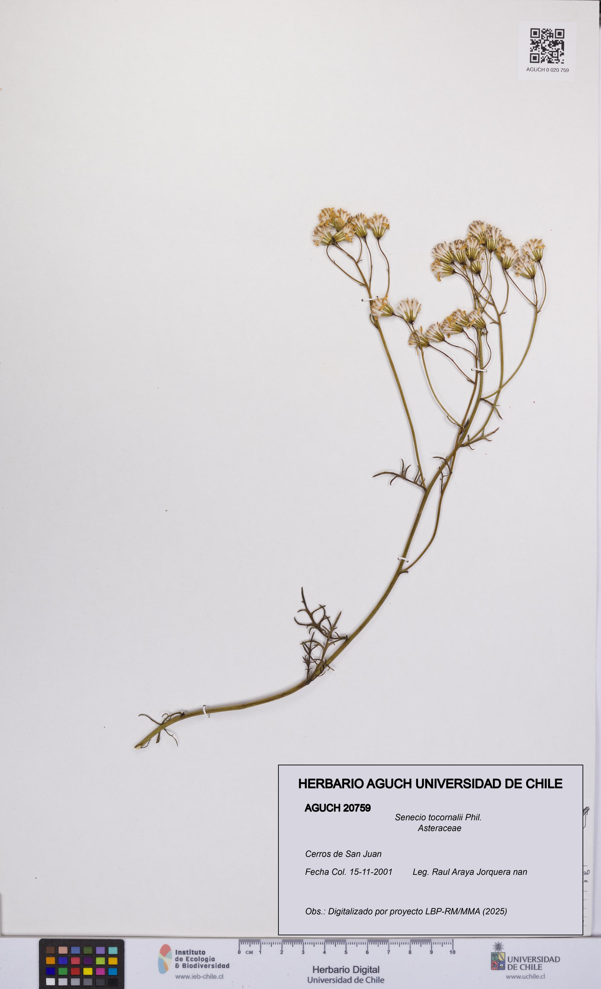 Senecio tocornalii [Espécimen: UCH:AGUCH:0020759]