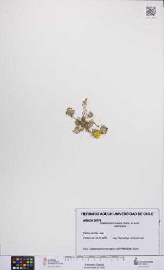 Chaetanthera linearis [Espécimen: UCH:AGUCH:0020776]