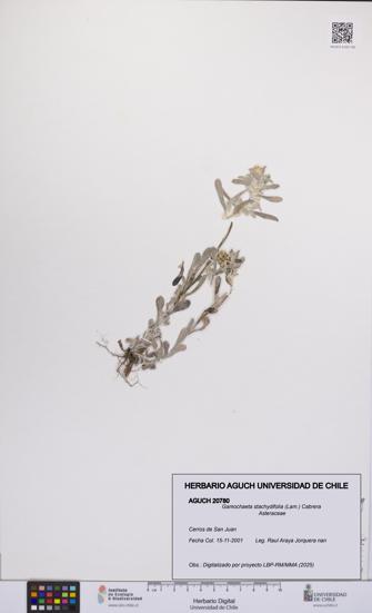 Gamochaeta stachydifolia [Espécimen: UCH:AGUCH:0020780]