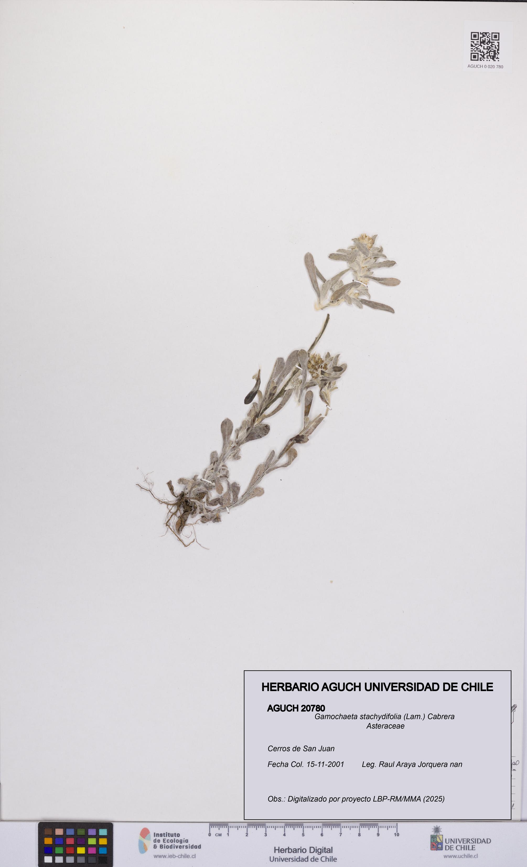 Gamochaeta stachydifolia [Espécimen: UCH:AGUCH:0020780]