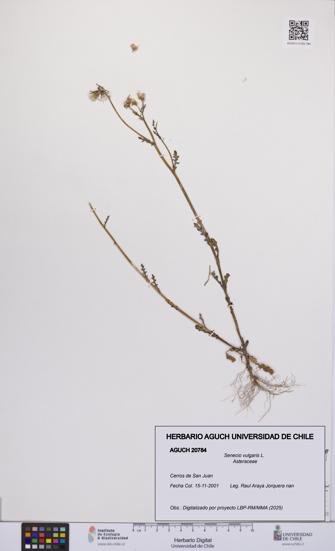 Senecio vulgaris [Espécimen: UCH:AGUCH:0020784]