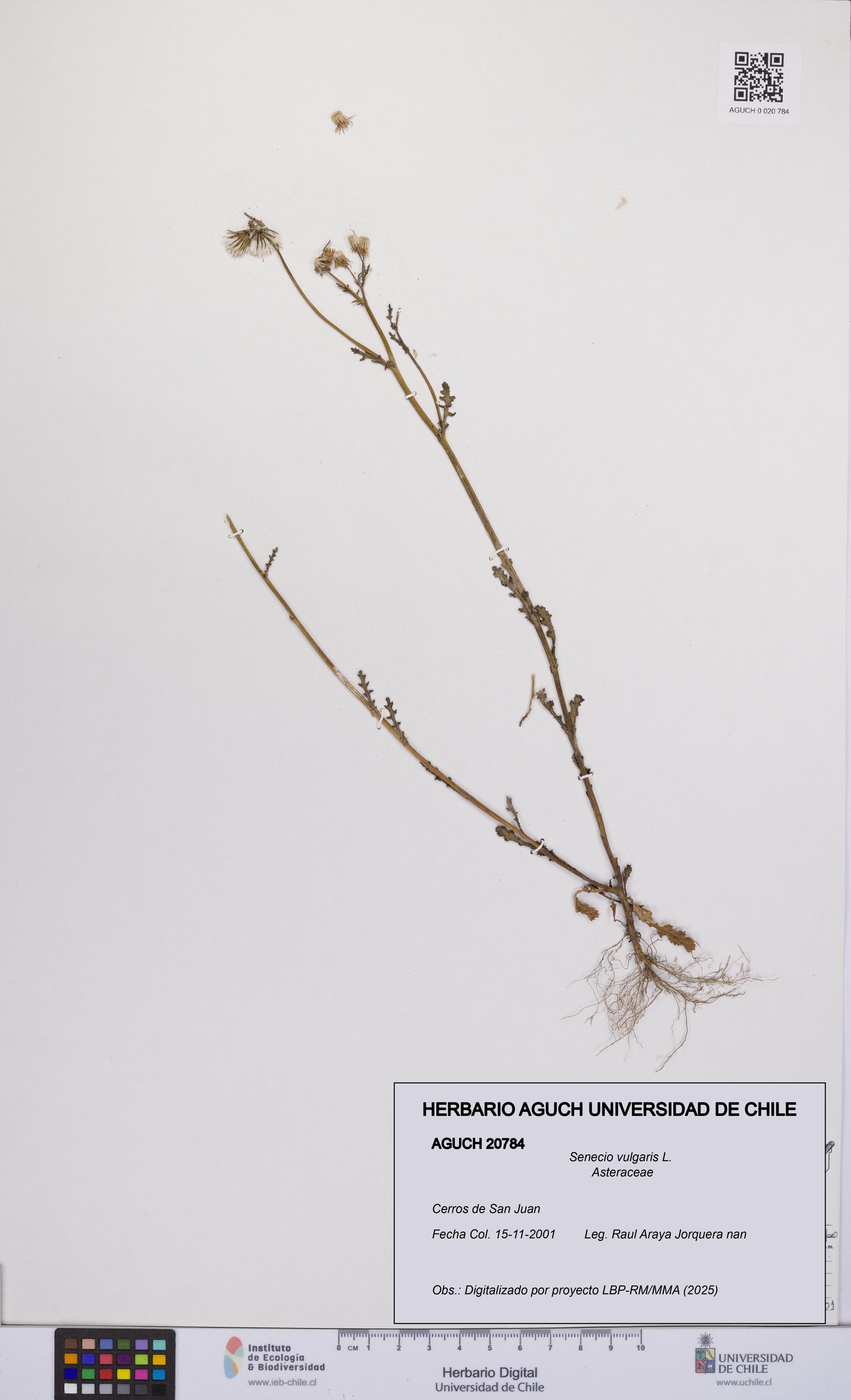 Senecio vulgaris [Espécimen: UCH:AGUCH:0020784]