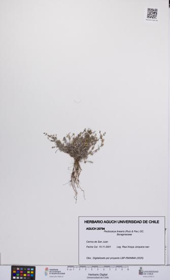 Pectocarya linearis [Espécimen: UCH:AGUCH:0020794]