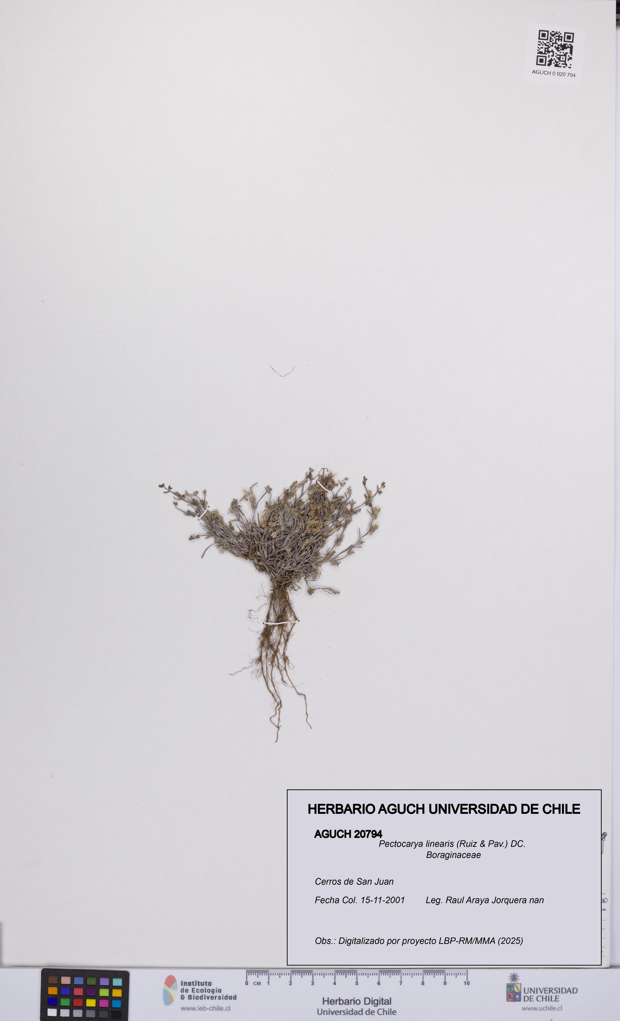 Pectocarya linearis [Espécimen: UCH:AGUCH:0020794]